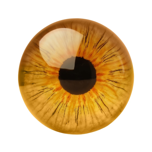 Free PSD iris of eye isolated