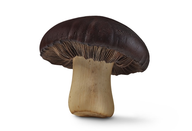 Free PSD isolated mushroom