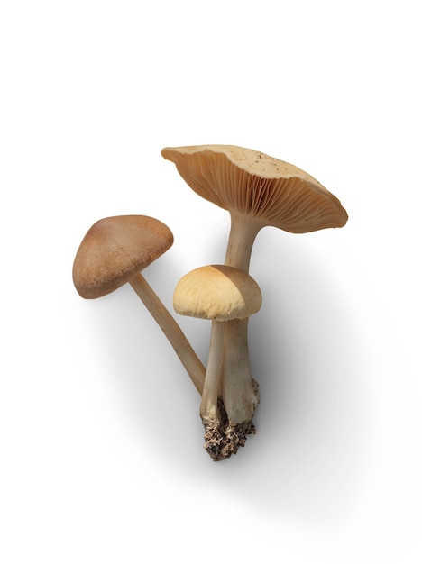 Free PSD isolated mushroom