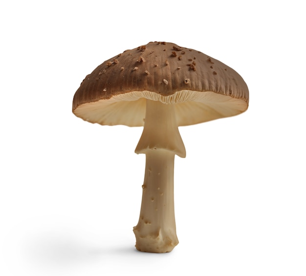 Free PSD isolated mushroom