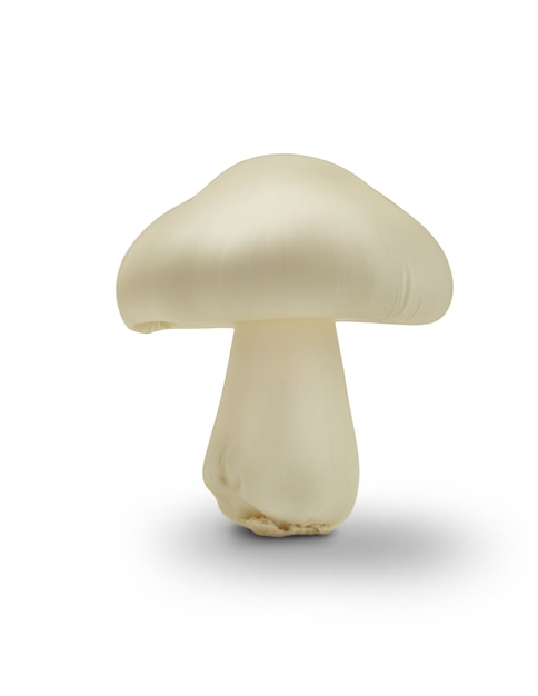 Free PSD isolated mushroom