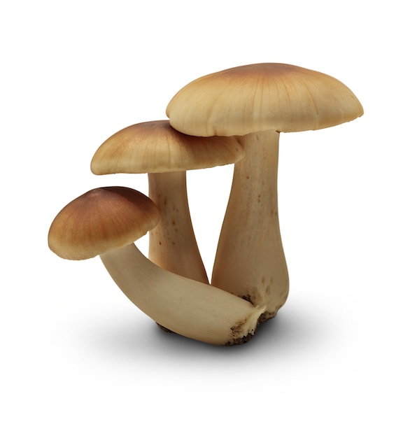 Free PSD isolated mushroom