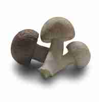 Free PSD isolated mushroom