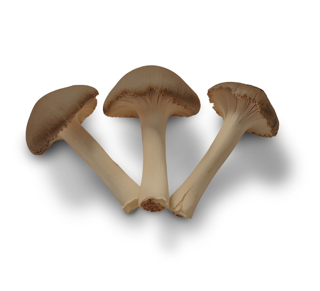 Free PSD isolated mushroom