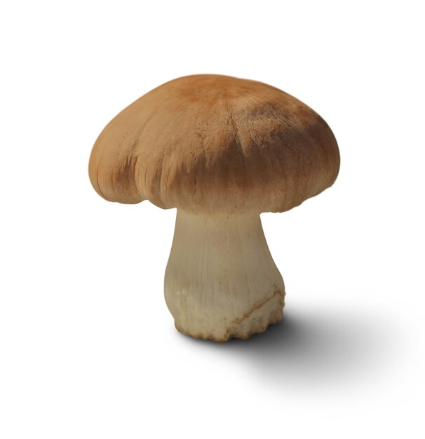 Free PSD isolated mushroom