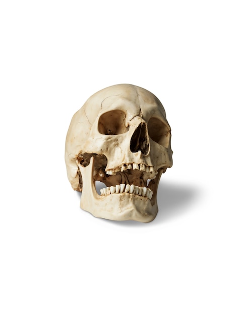 Free PSD isolated skull in studio