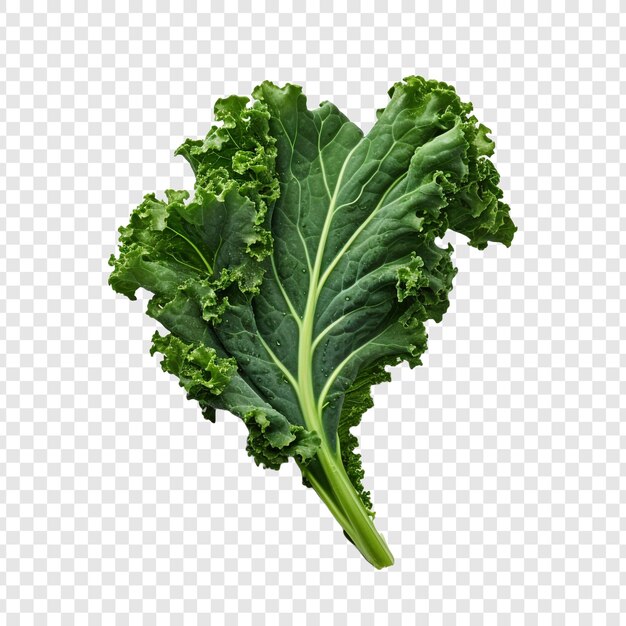 Kale isolated on transparent background