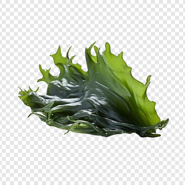 Kelp isolated on transparent background