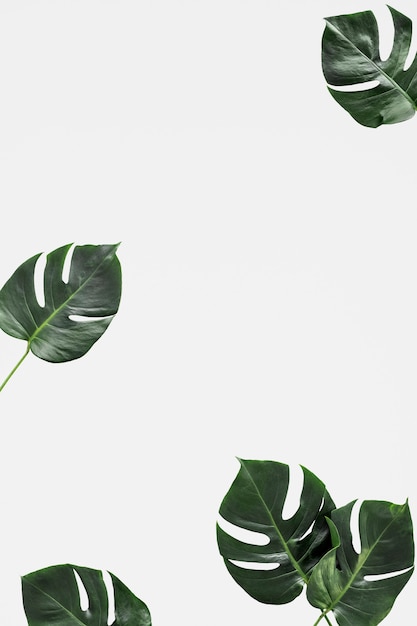 leaf mockup background