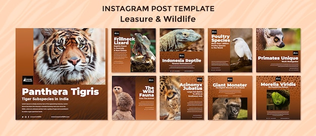 Free PSD leisure and wildlife instagram posts