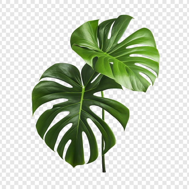 Monstera Deliciosa png isolated on transparent background