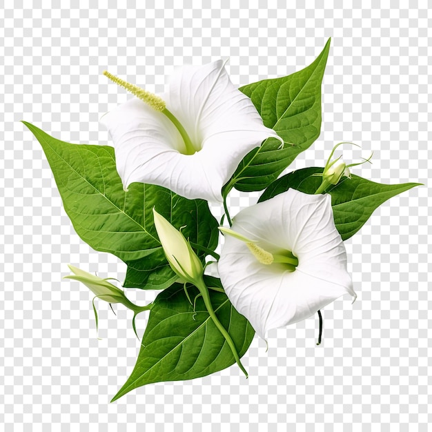 Free PSD morning glory flower isolated on transparent background