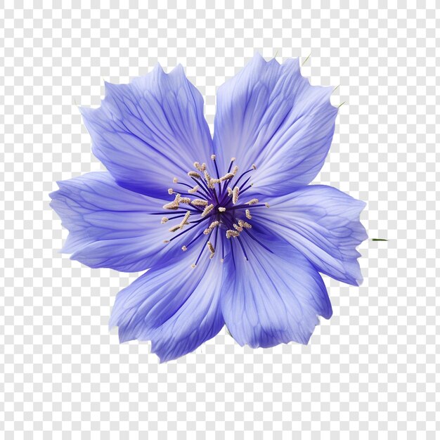 Nigella flower isolated on transparent background