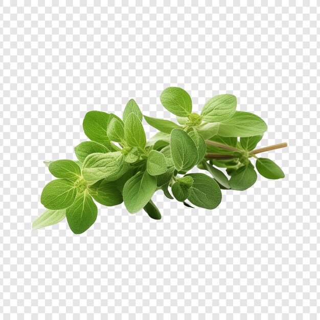 Oregano that has been dried isolated on transparent background