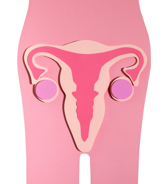 Free PSD ovaries and uterus shape isolated