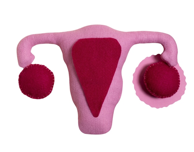 Free PSD ovaries and uterus shape isolated