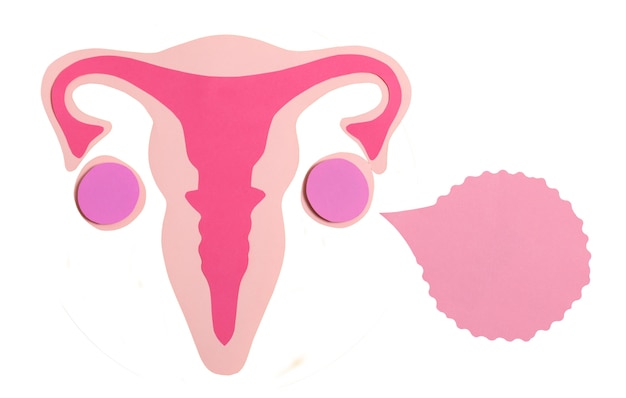 Free PSD ovaries and uterus shape isolated