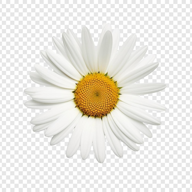 Oxeye flower isolated on transparent background