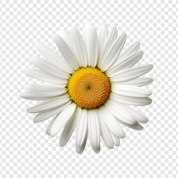 Free PSD oxeye flower isolated on transparent background