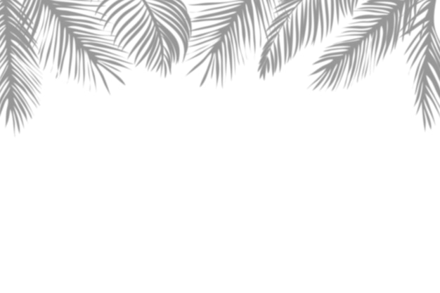 Free PSD palm tree shadows border isolated