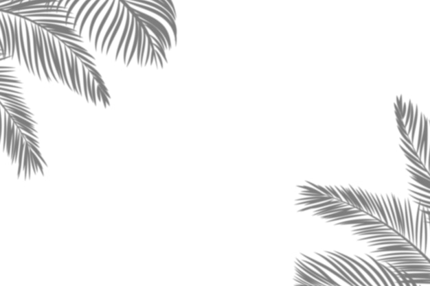 Free PSD palm tree shadows border isolated