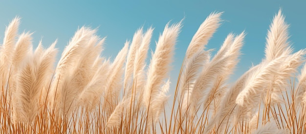 Pampas grass minimalist background generative ai