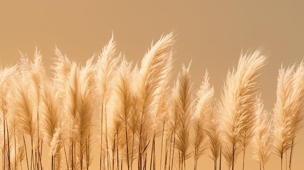 Free PSD pampas grass minimalist background generative ai