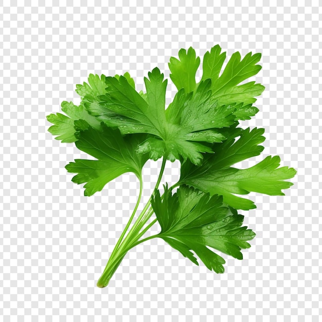 Parsley leaves in a closeup isolated on transparent background