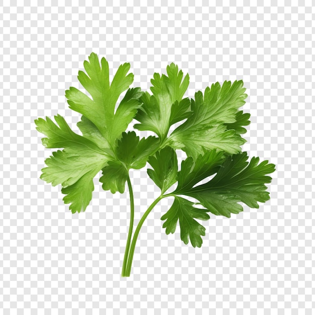 Parsley leaves in a closeup isolated on transparent background