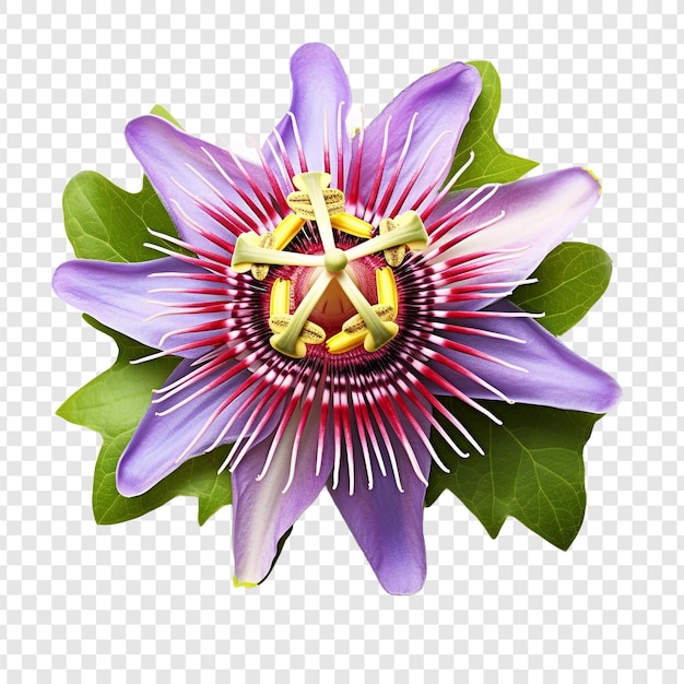 Free PSD passion flower isolated on transparent background