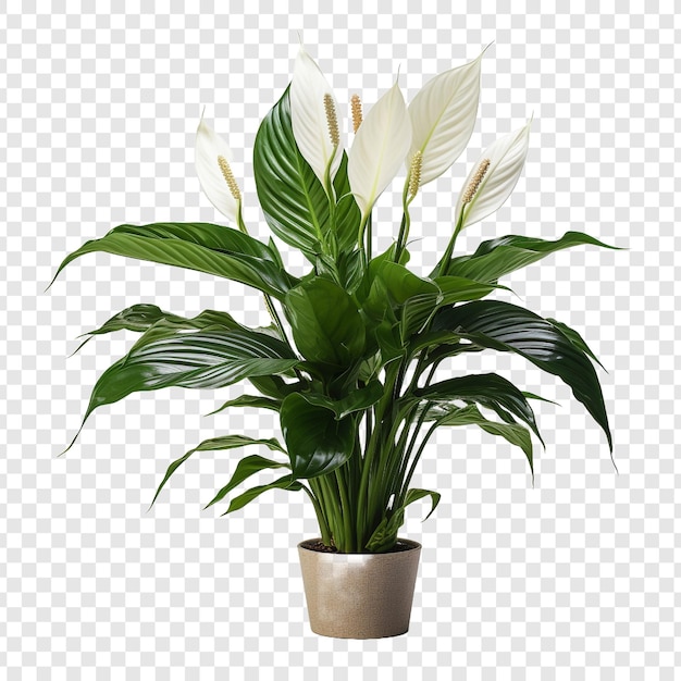 Peace Lily Spathiphyllum Wallisii flower png isolated on transparent background