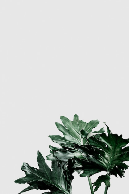 Free PSD philodendron xanadu leaf on gray background