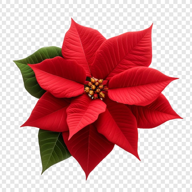 Poinsettia flower png isolated on transparent background