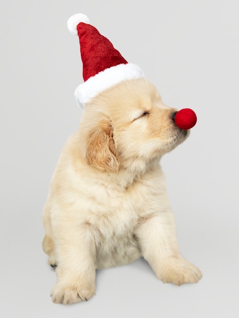 Free PSD portrait of a cute golden retriever puppy wearing a santa hat