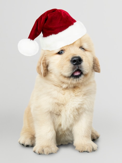 Portrait of a cute Golden Retriever puppy wearing a Santa hat