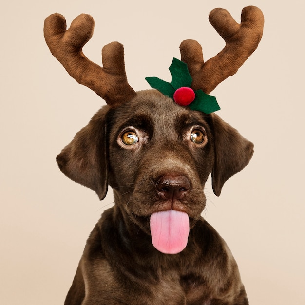 Free PSD portrait of a cute labrador retriever puppy wearing a christmas reindeer headband