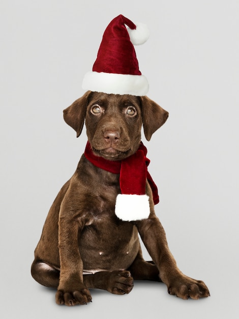 Portrait of a cute Labrador Retriever puppy wearing a Santa hat