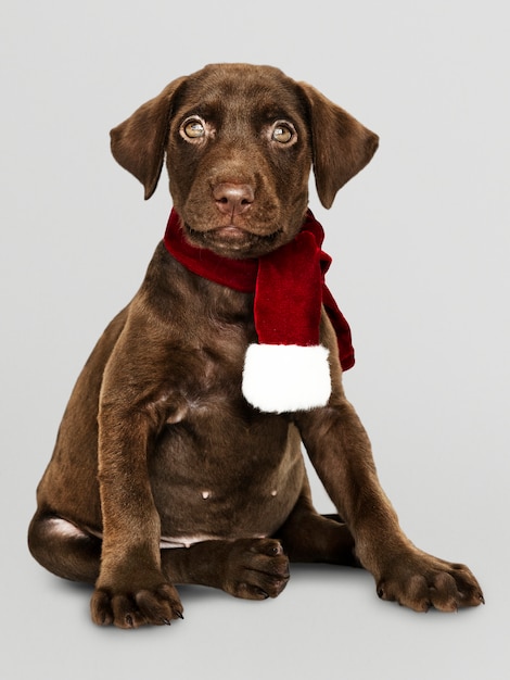 Free PSD portrait of a cute labrador retriever wearing a  christmas scarf