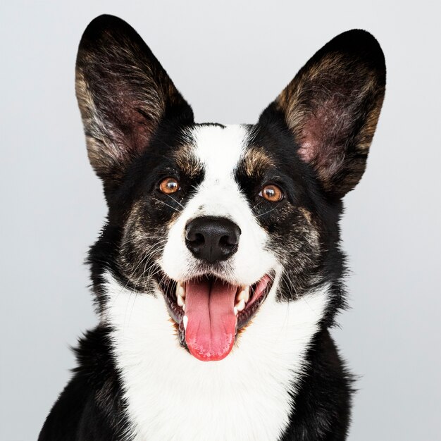 Portrait of a happy Cardigan Welsh Corgi