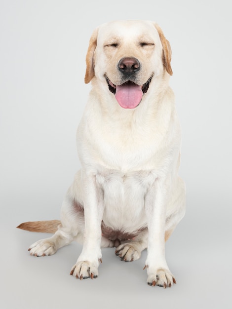 Free PSD portrait of a labrador retriever dog