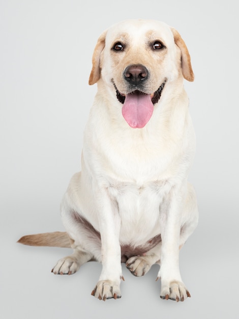 Free PSD portrait of a labrador retriever dog