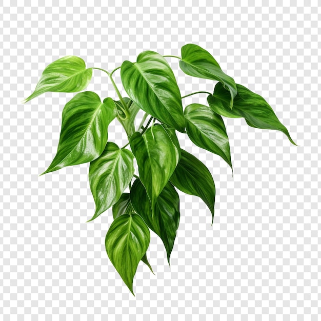 Pothos Epipremnum Aureum flower png isolated on transparent background