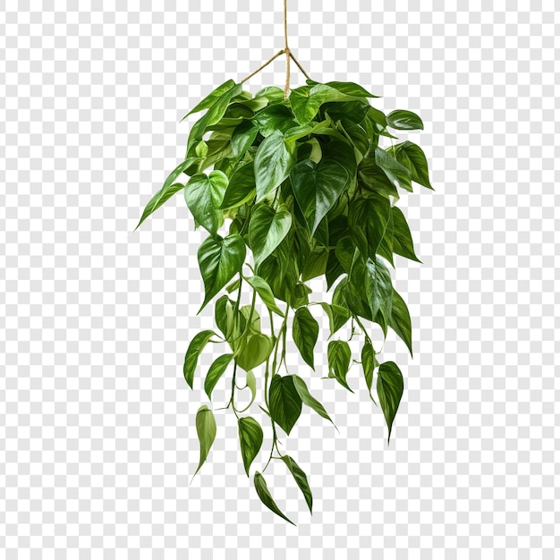 Pothos Epipremnum Aureum flower png isolated on transparent background