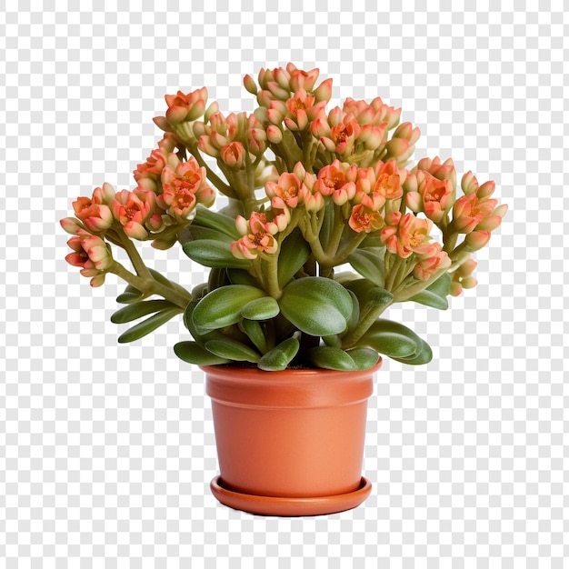 Free PSD a potted kalanchoe lariniata is a lovely decorative plant in the house yard isolated on transparent background