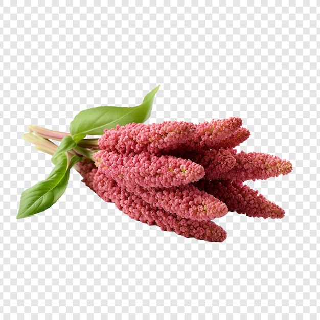 Free PSD quinoa isolated on transparent background