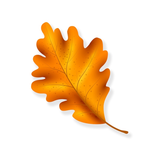 Free PSD realistic fall leaf isolated