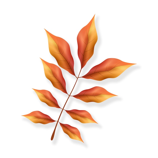 Free PSD realistic fall leaf isolated