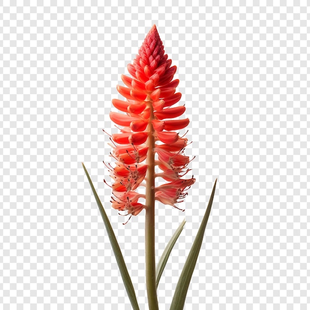 Free PSD red hot poker flower isolated on transparent background