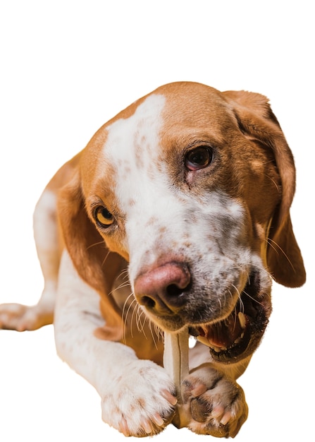 Scene with adorable brown and white pet dog