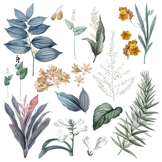 Set of flowers and plant illustrations